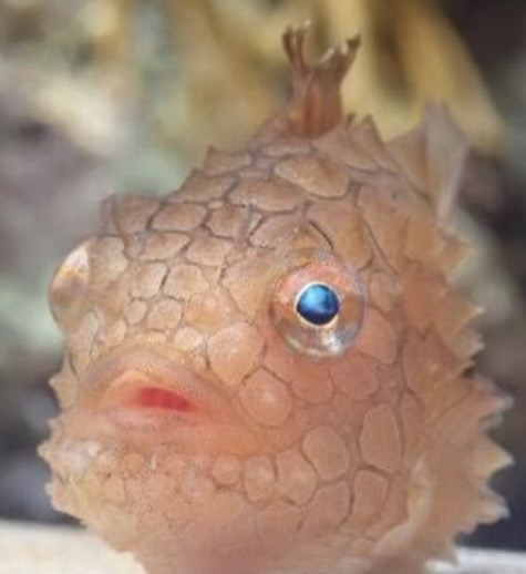 【動物園・水族館】好きな生き物を教えて