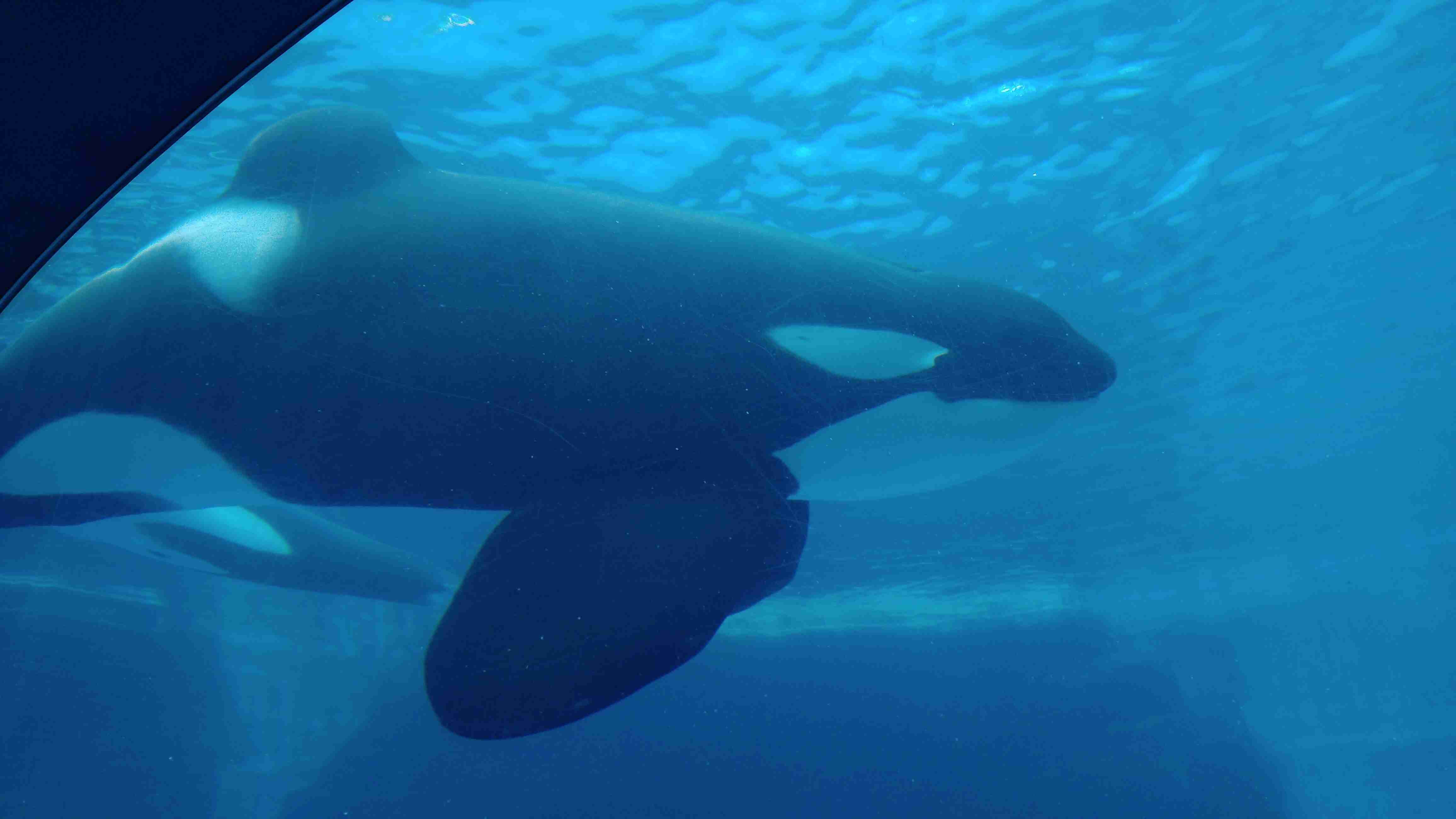 【動物園・水族館】好きな生き物を教えて