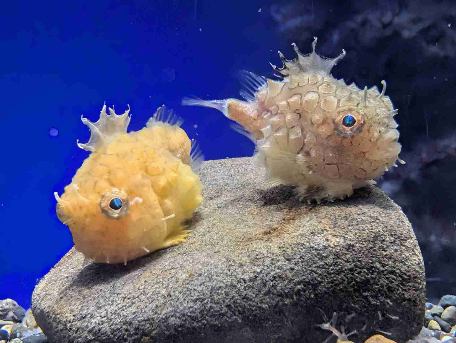 【動物園・水族館】好きな生き物を教えて
