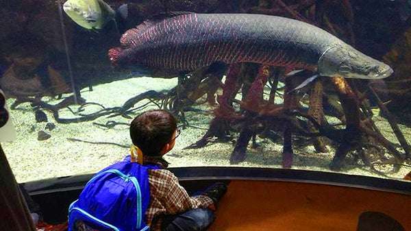 【動物園・水族館】好きな生き物を教えて