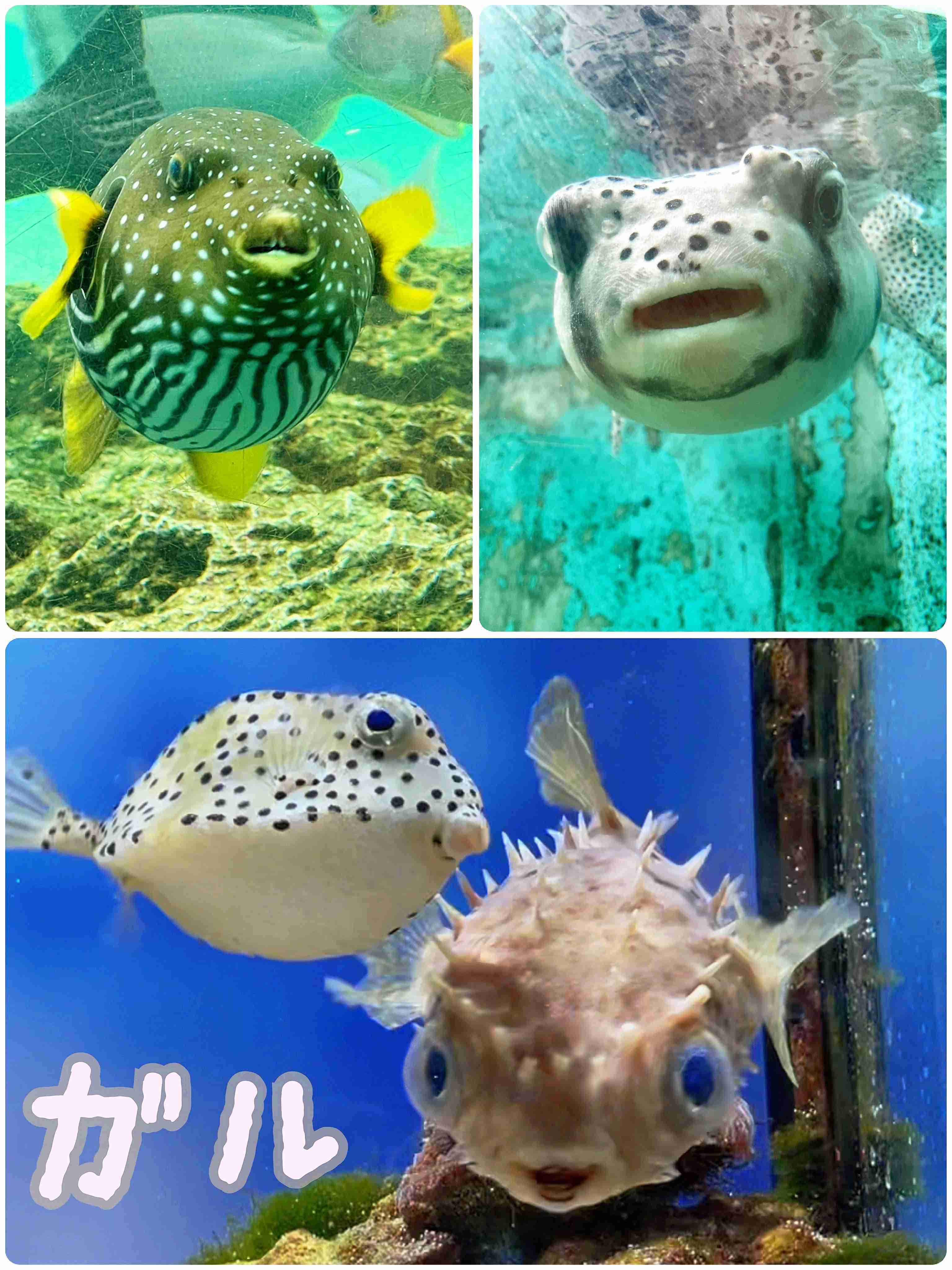 【動物園・水族館】好きな生き物を教えて