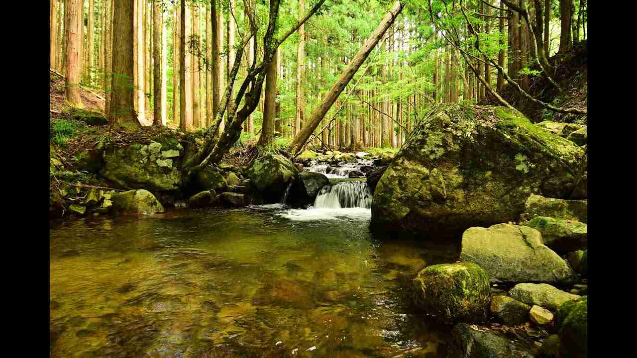 【動物園・水族館】好きな生き物を教えて
