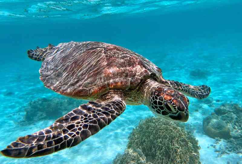 【動物園・水族館】好きな生き物を教えて