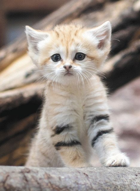 【動物園・水族館】好きな生き物を教えて