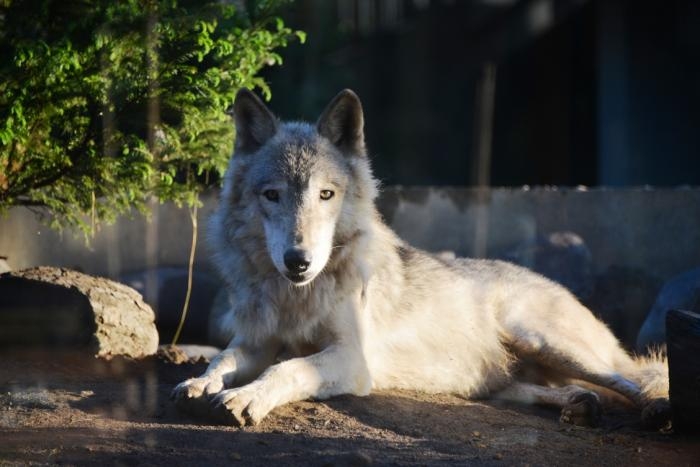 【動物園・水族館】好きな生き物を教えて