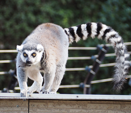 【動物園・水族館】好きな生き物を教えて