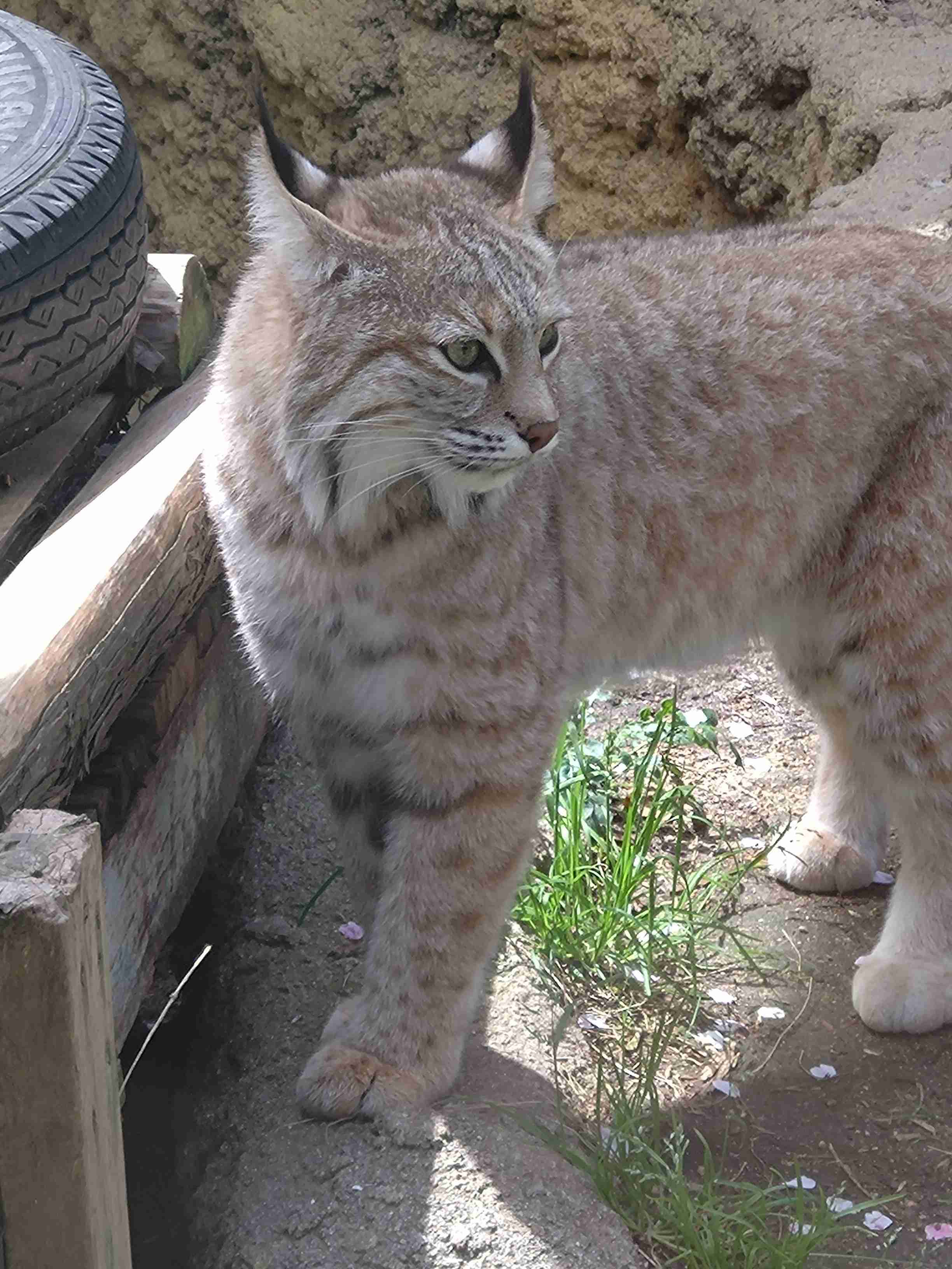【動物園・水族館】好きな生き物を教えて