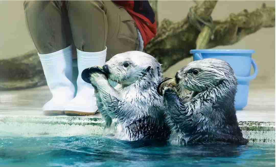【動物園・水族館】好きな生き物を教えて
