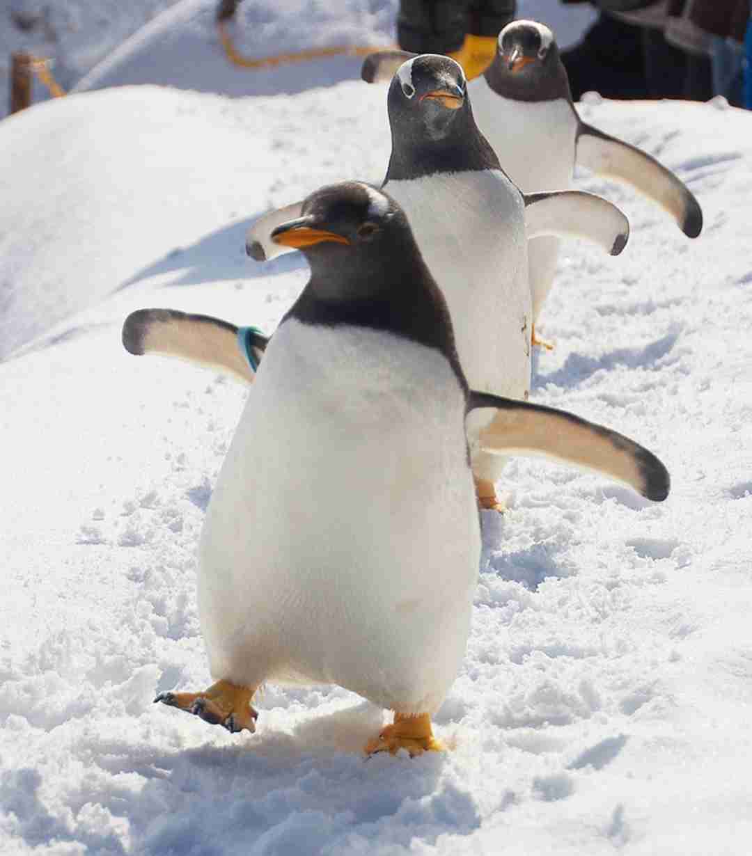 【動物園・水族館】好きな生き物を教えて