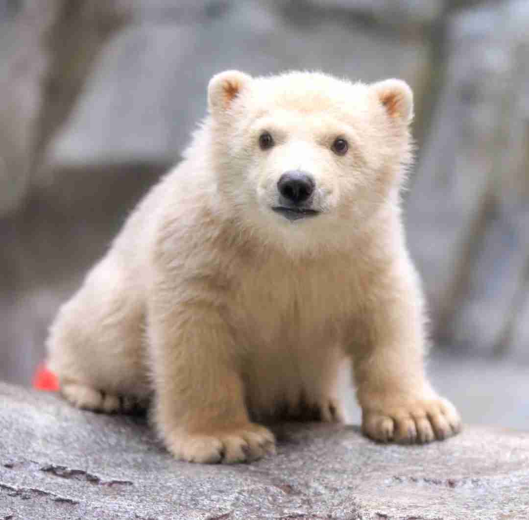 【動物園・水族館】好きな生き物を教えて