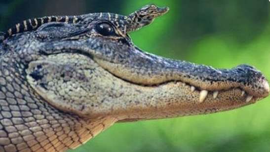 子供が何度言っても言うことを聞かない時