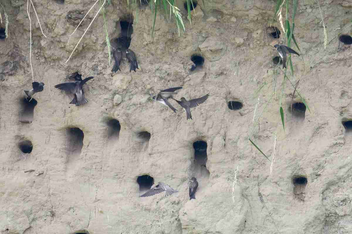 ツバメ来ましたか?