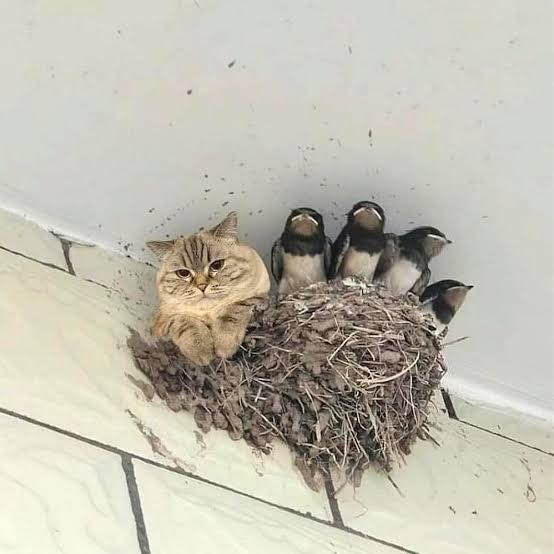 ツバメ来ましたか?