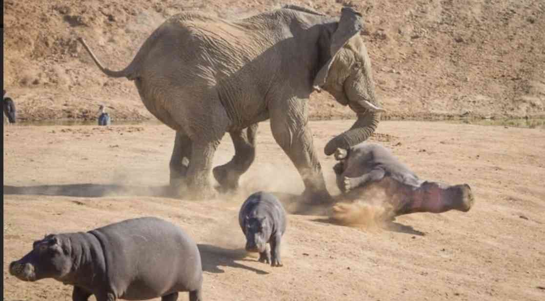 クマに襲われたか…ヤギの死がい見つかる　爪のようなもので引き裂かれた跡　岩手・一関市