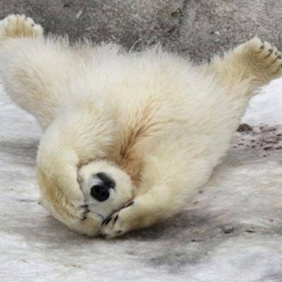 クマに襲われたか…ヤギの死がい見つかる　爪のようなもので引き裂かれた跡　岩手・一関市