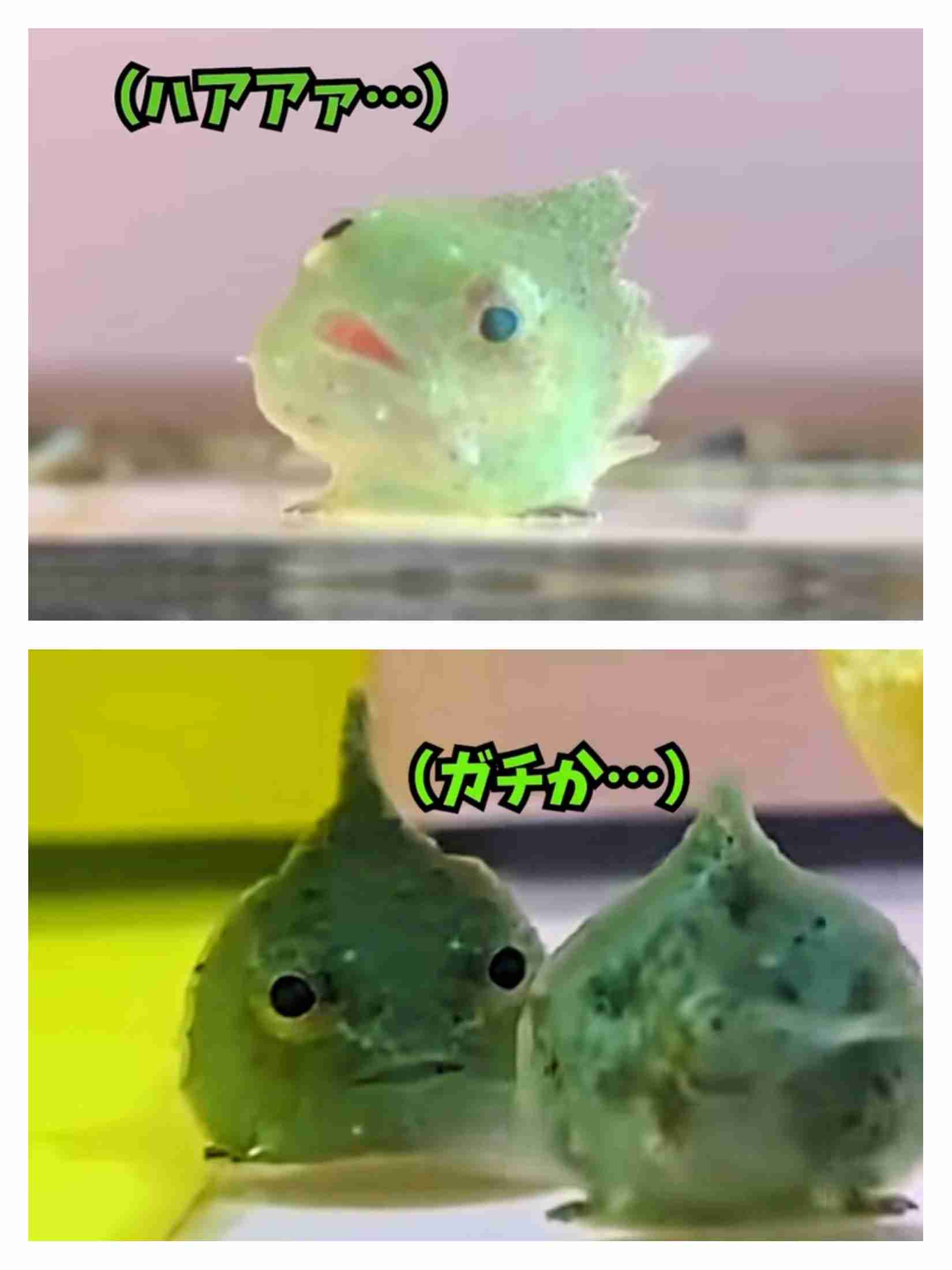 ガルちゃんで使えると思って保存したけど出番のない画像を貼るトピ