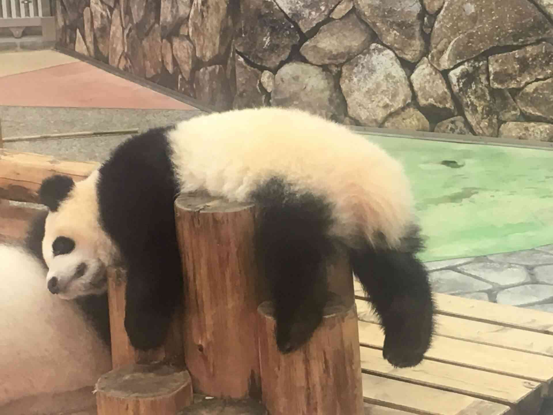 気力がない選手権