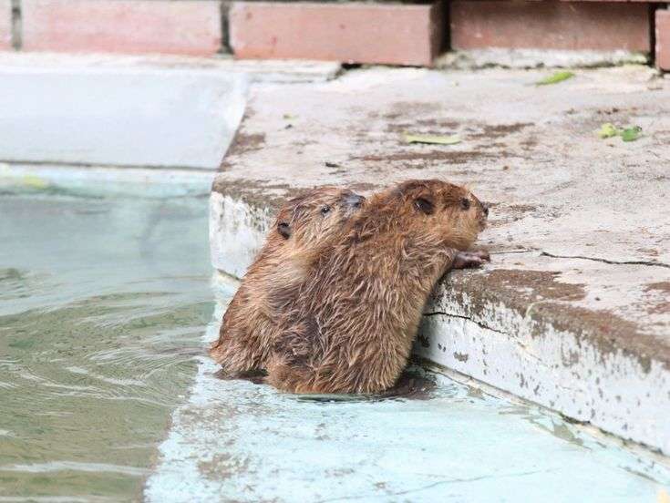 気力がない選手権