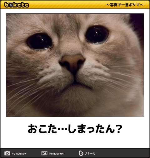 あまり貼られないけど好きな「bokete」の画像貼っていくトピPart21