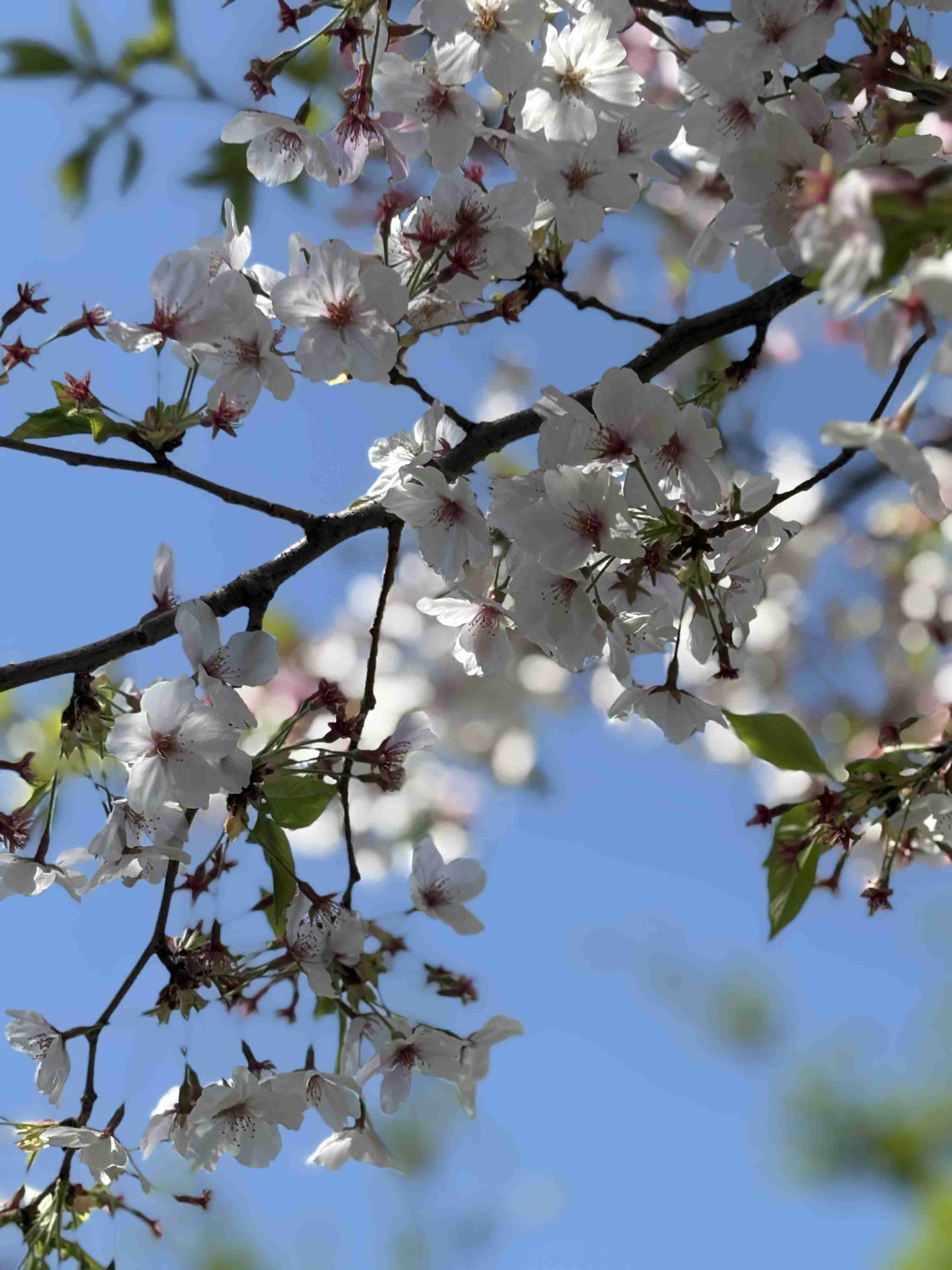 今まで見た中で一番きれいだと思う桜