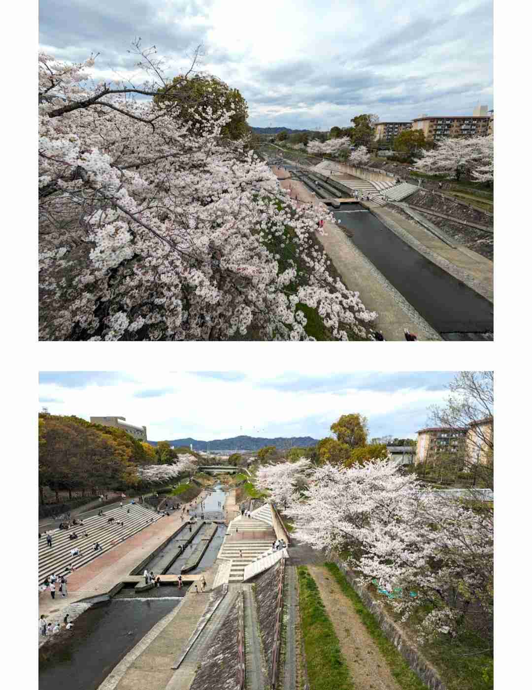 今まで見た中で一番きれいだと思う桜