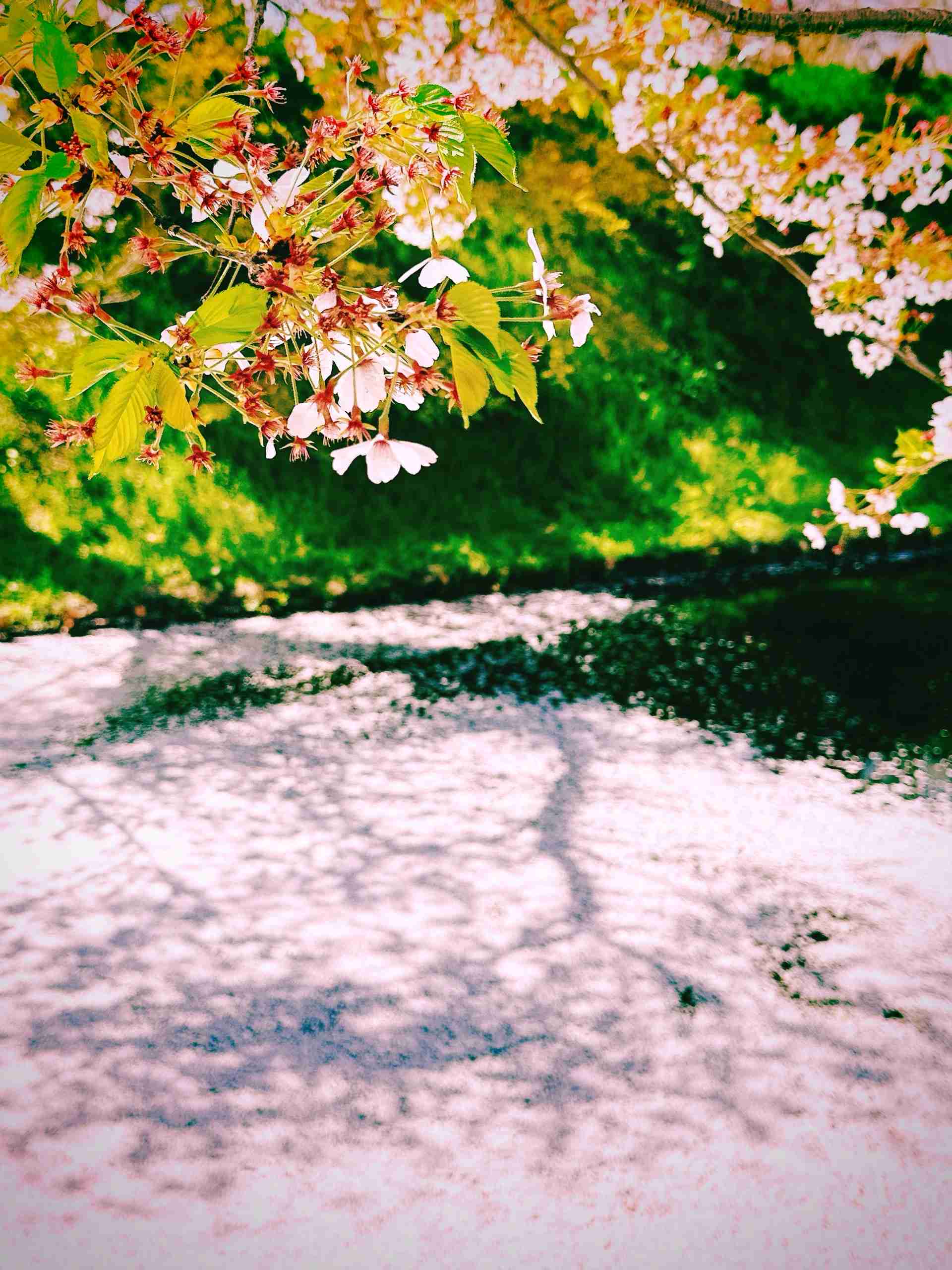 今まで見た中で一番きれいだと思う桜