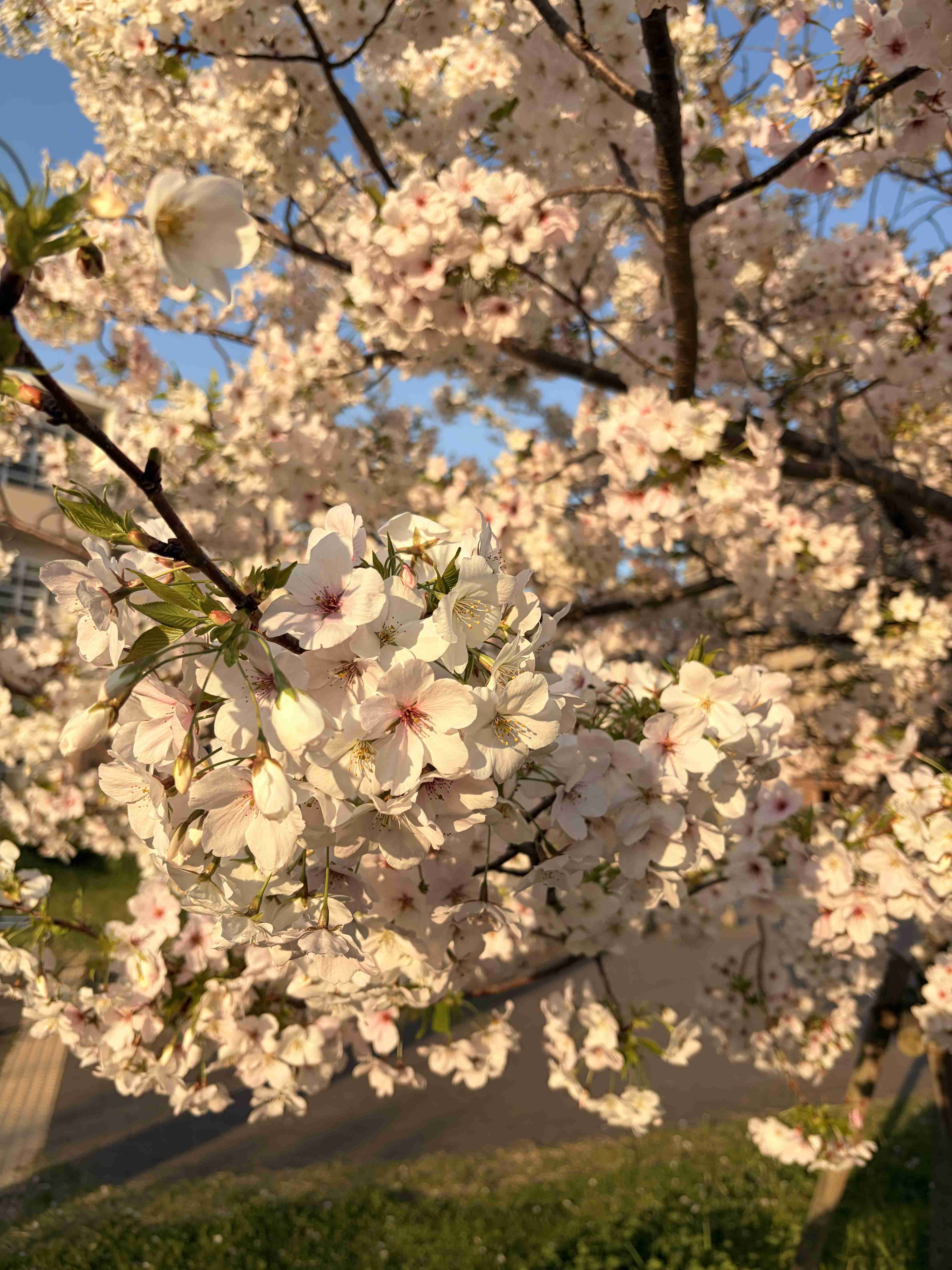 今まで見た中で一番きれいだと思う桜