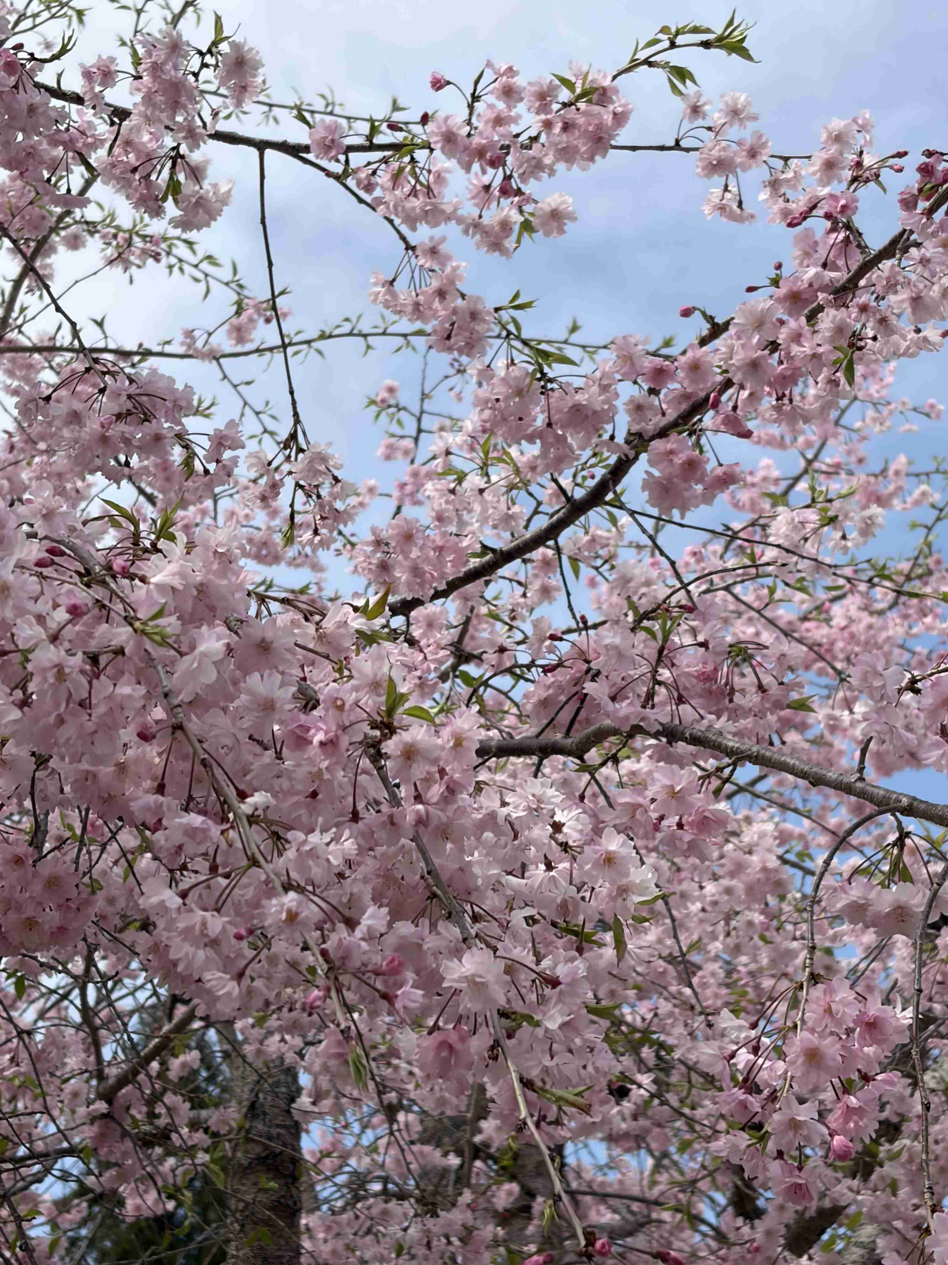 今まで見た中で一番きれいだと思う桜