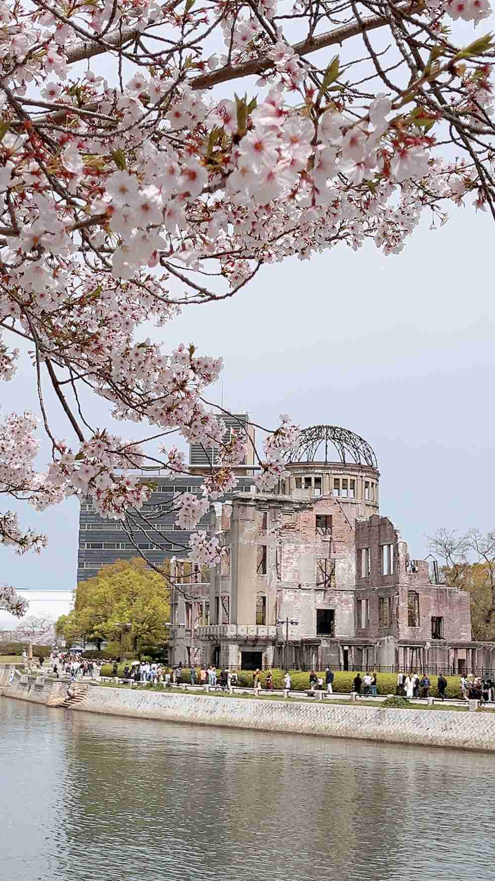 今まで見た中で一番きれいだと思う桜