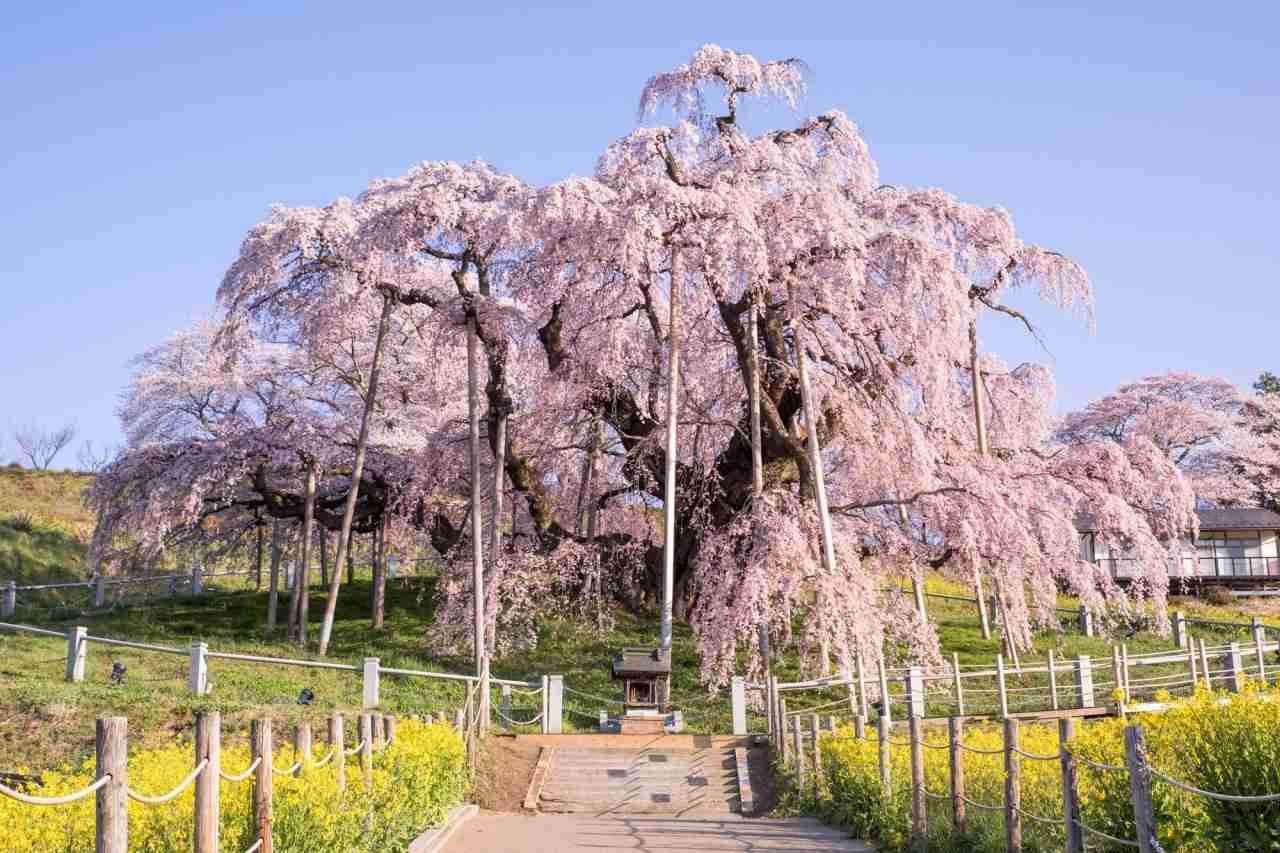 今まで見た中で一番きれいだと思う桜