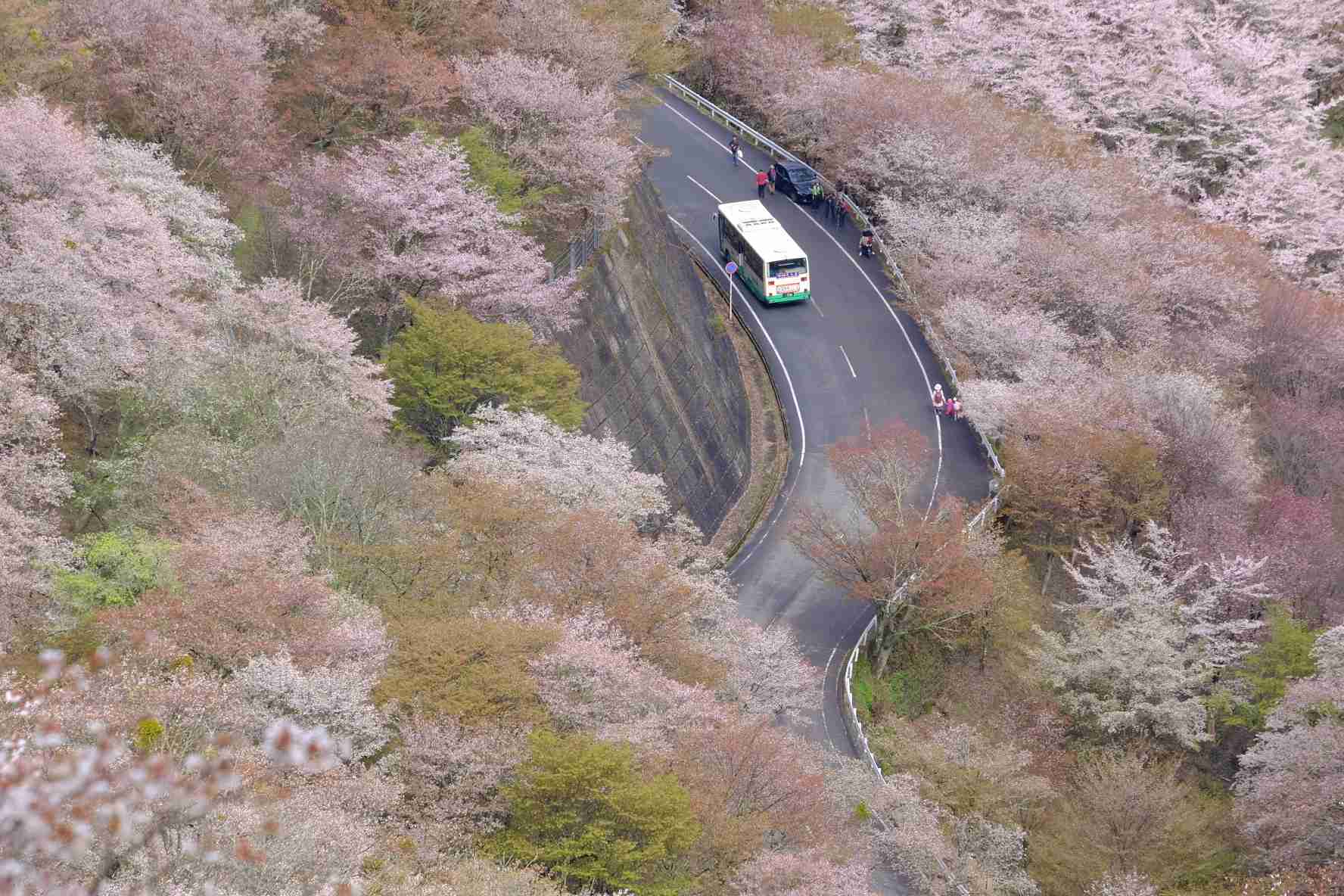 今まで見た中で一番きれいだと思う桜