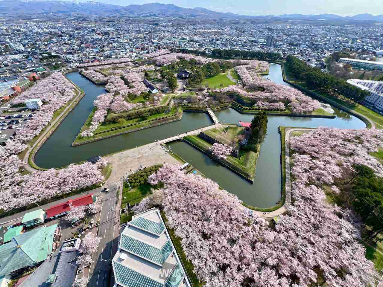 今まで見た中で一番きれいだと思う桜