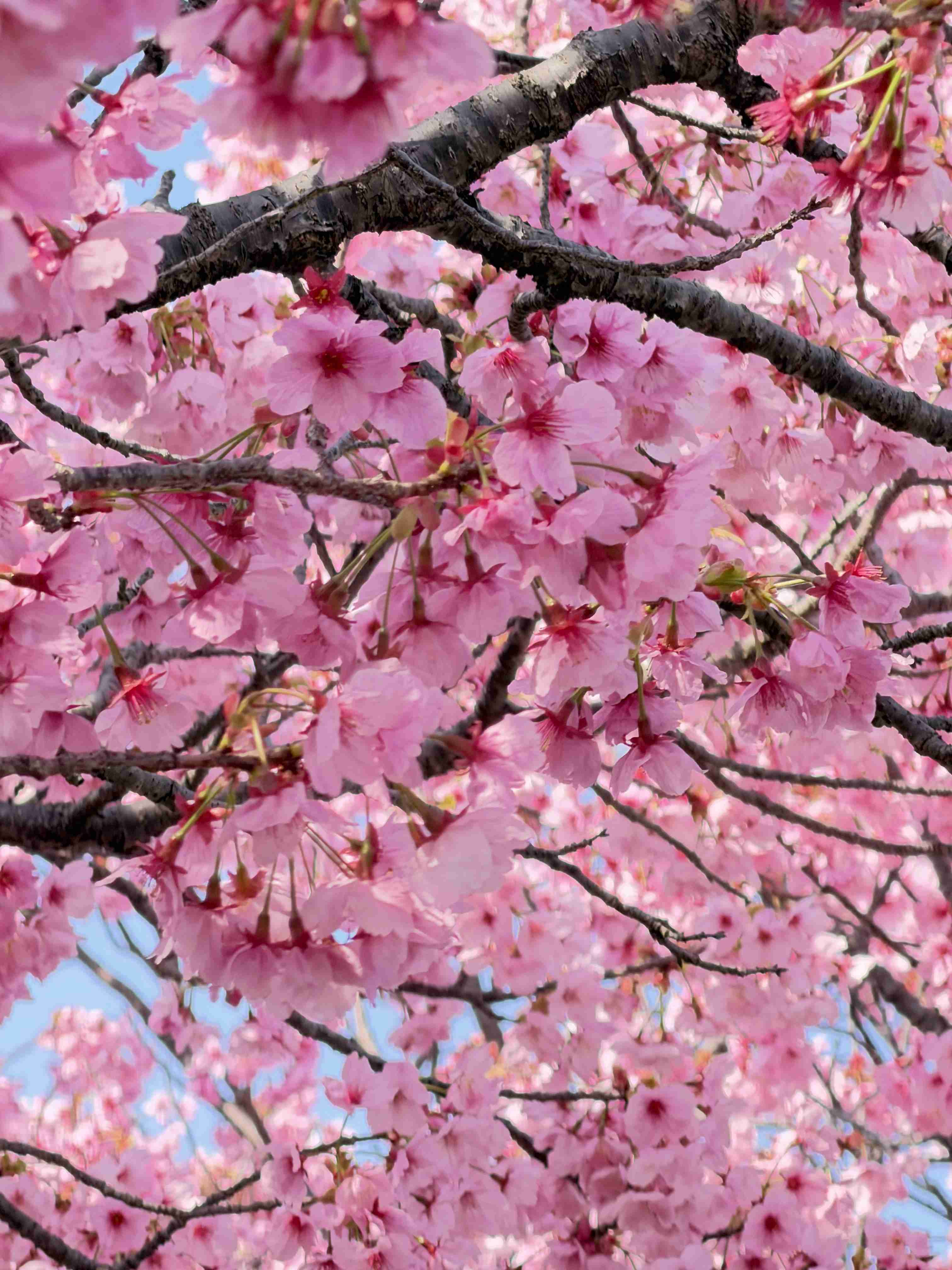 今まで見た中で一番きれいだと思う桜