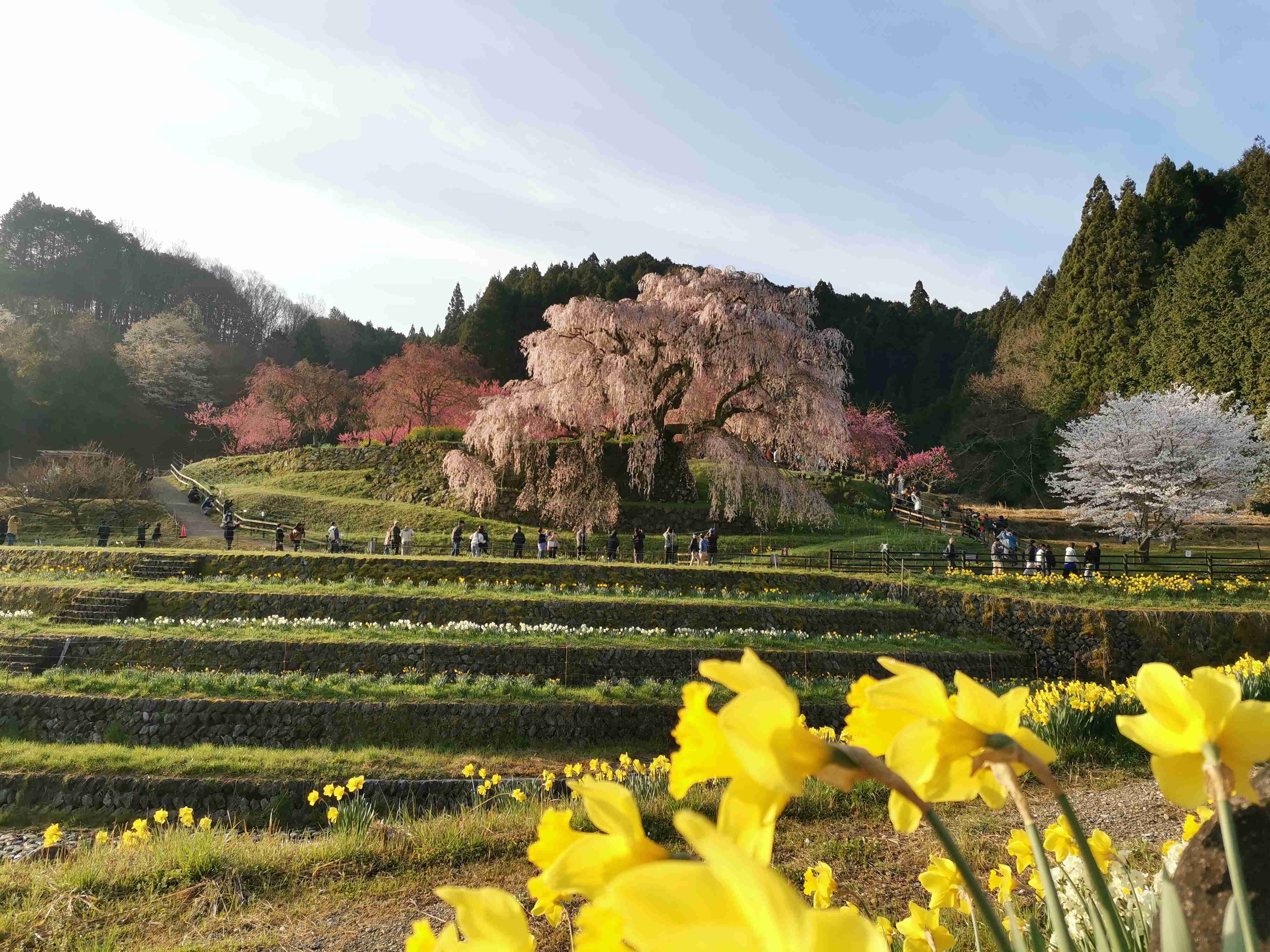 今まで見た中で一番きれいだと思う桜