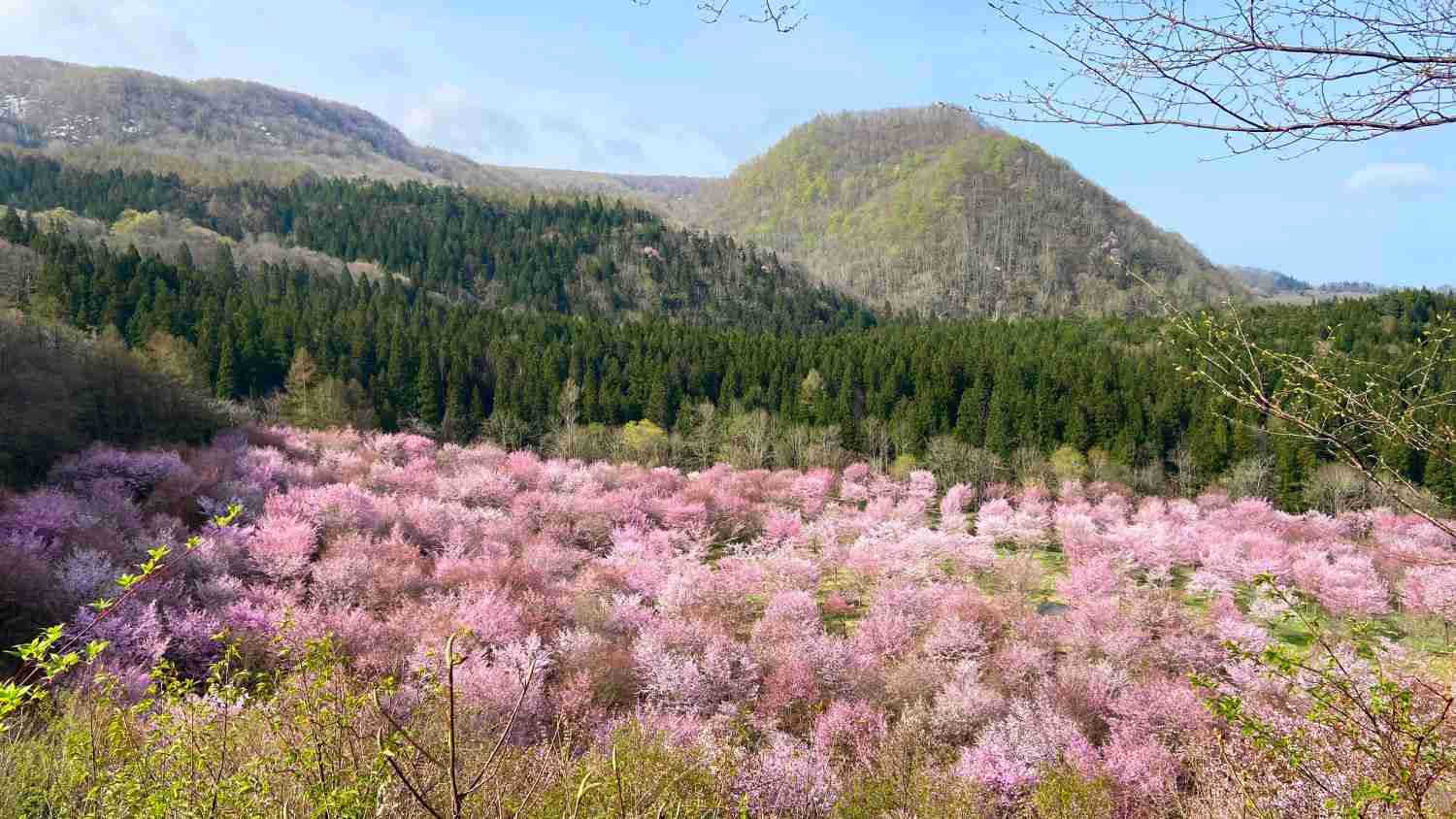 今まで見た中で一番きれいだと思う桜