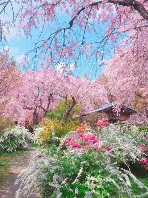 今まで見た中で一番きれいだと思う桜