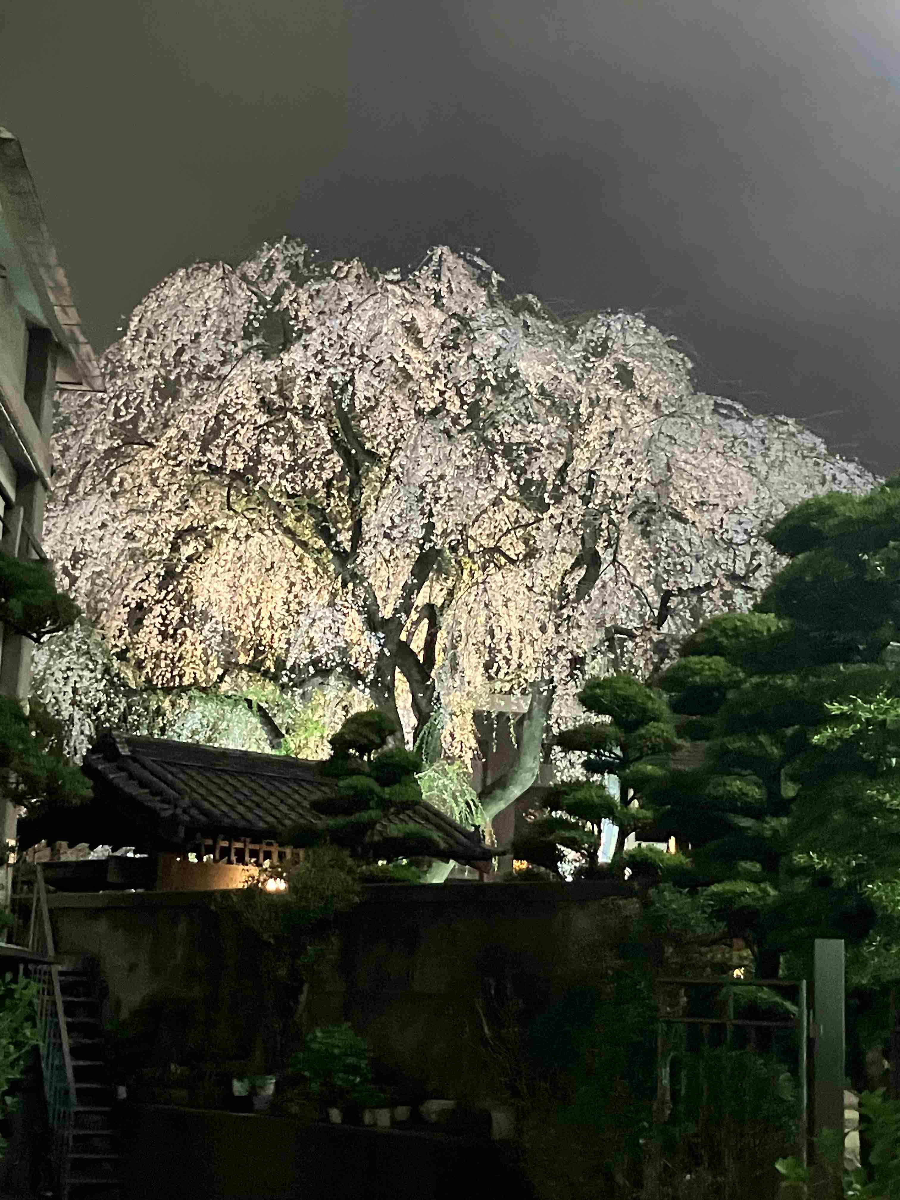 今まで見た中で一番きれいだと思う桜