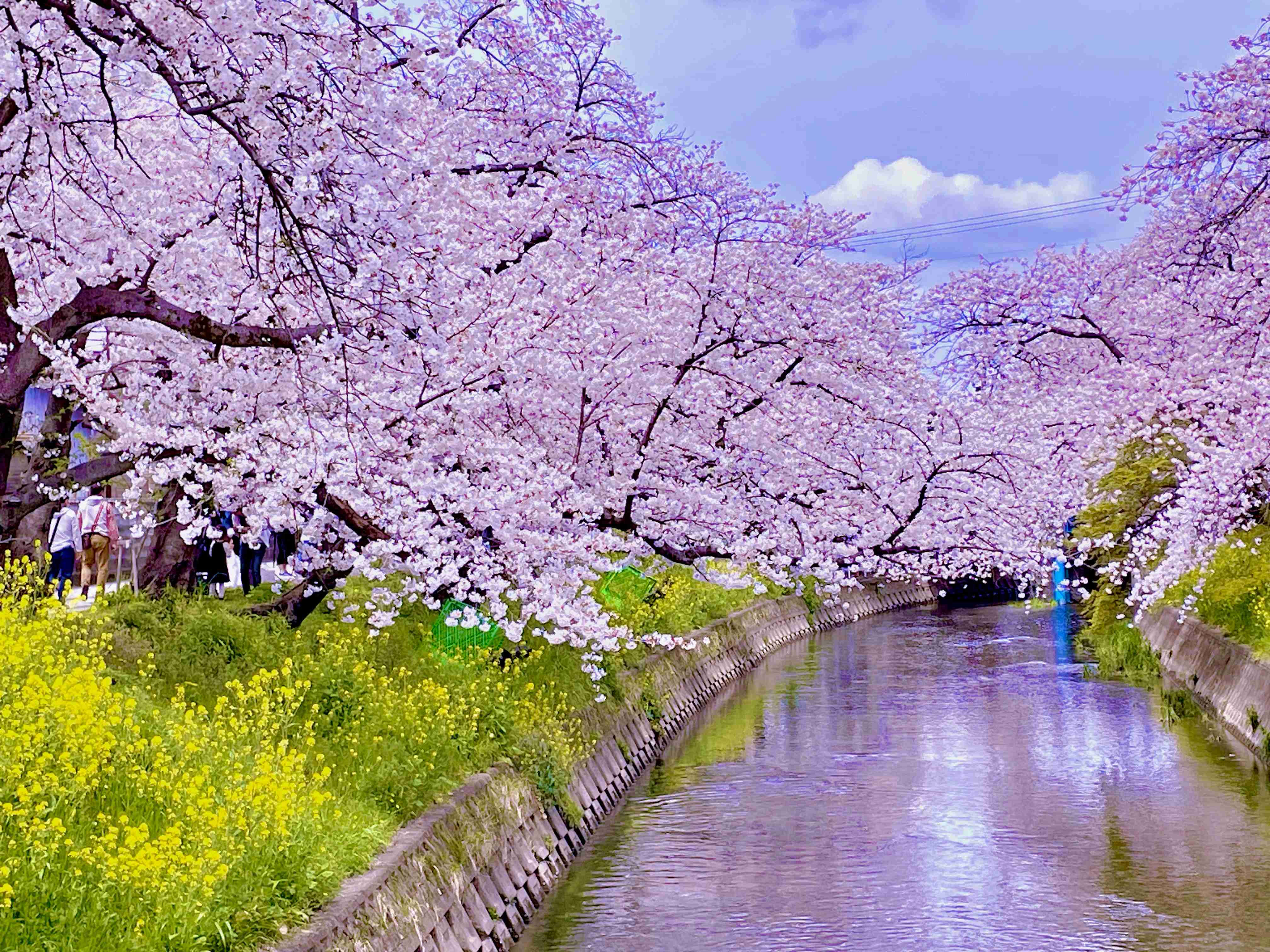 今まで見た中で一番きれいだと思う桜