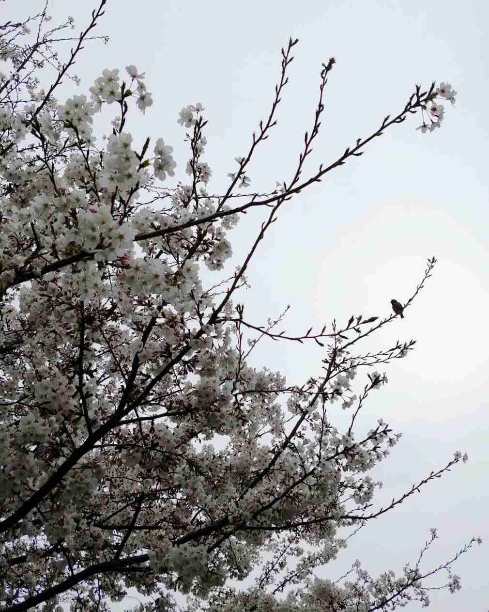 今まで見た中で一番きれいだと思う桜