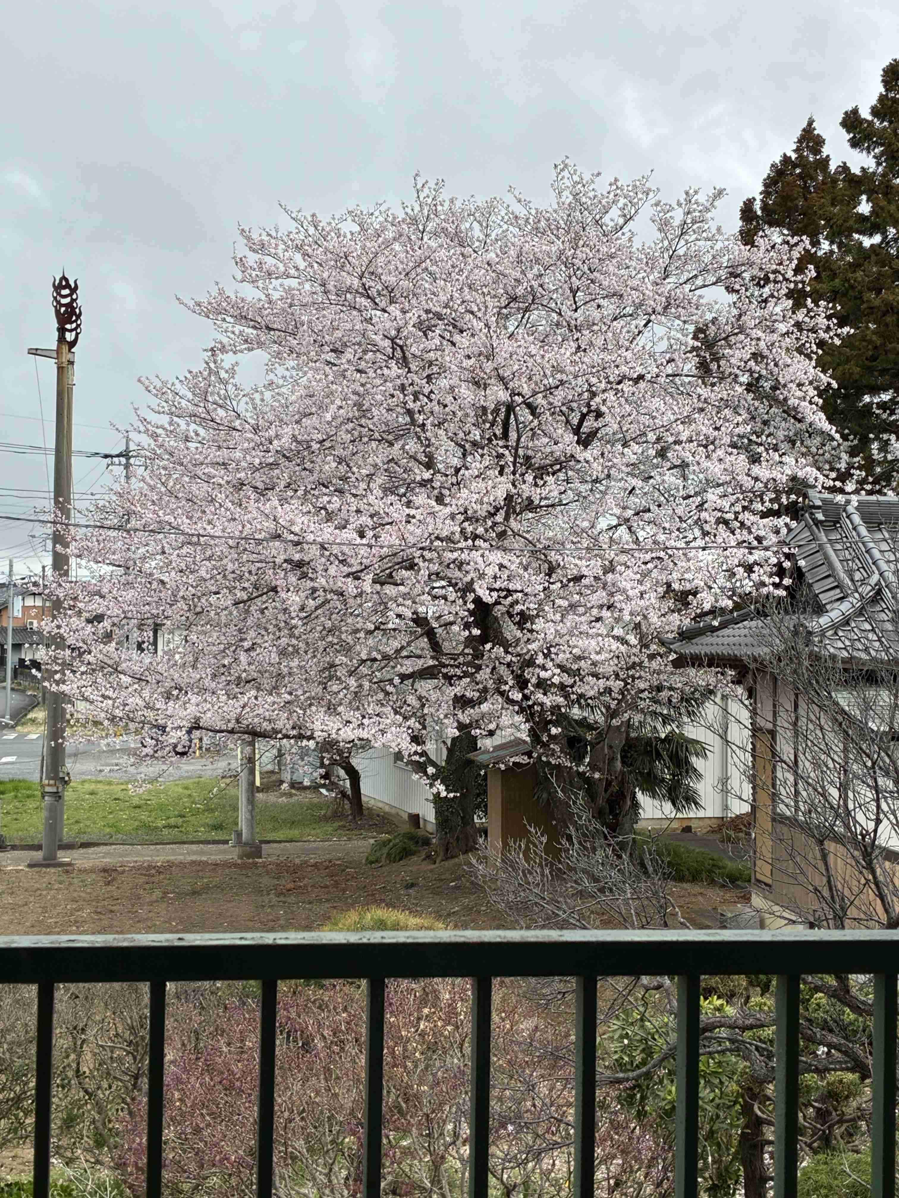 今まで見た中で一番きれいだと思う桜