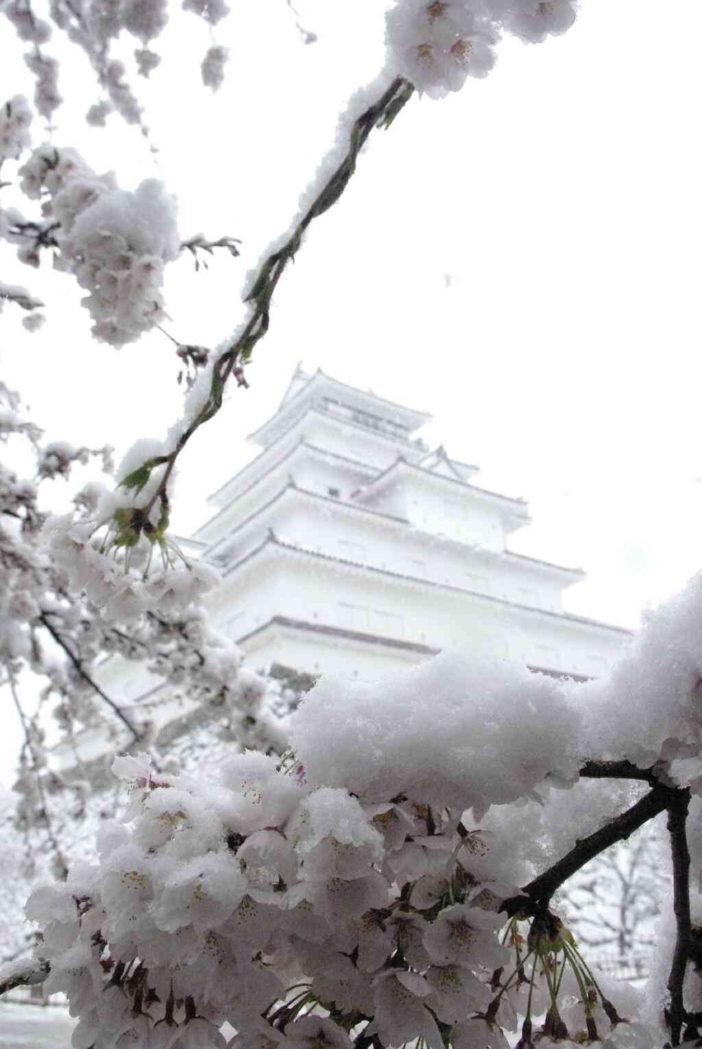 今まで見た中で一番きれいだと思う桜