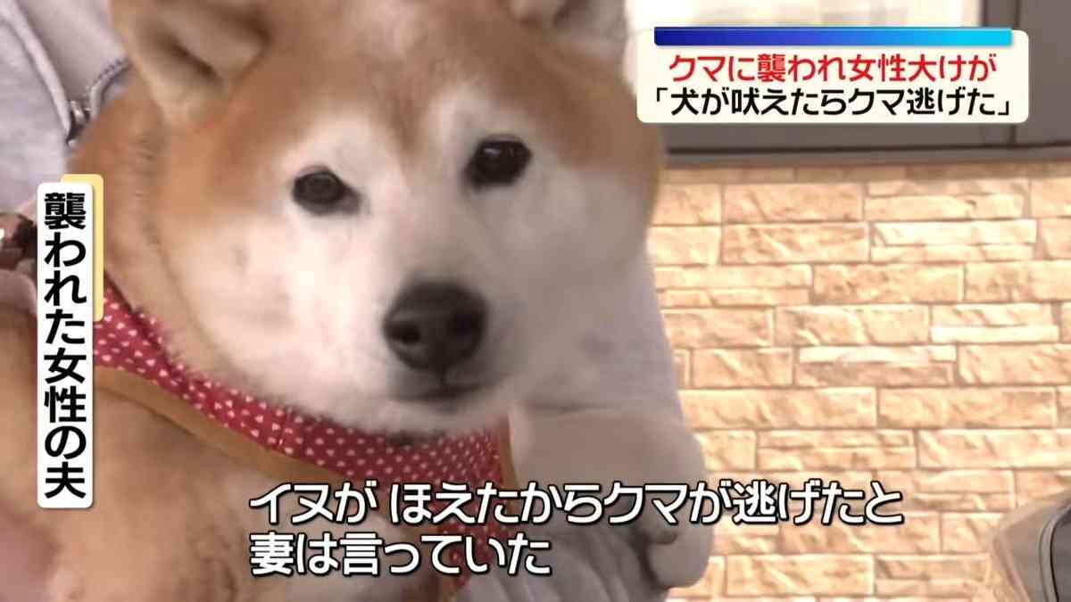 「女性の悲鳴と犬の鳴き声が…」犬の散歩中にクマ　40代女性が顔や首かまれる…海が近い住宅密集地に出没　富山