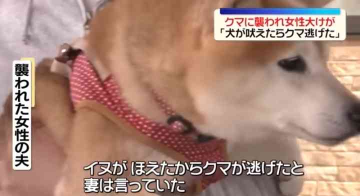 「女性の悲鳴と犬の鳴き声が…」犬の散歩中にクマ　40代女性が顔や首かまれる…海が近い住宅密集地に出没　富山