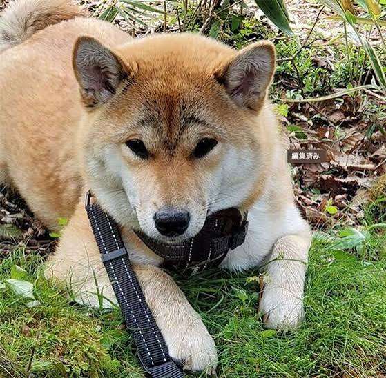 タイトルの一部を「柴犬」に変えちゃってくださいPart4