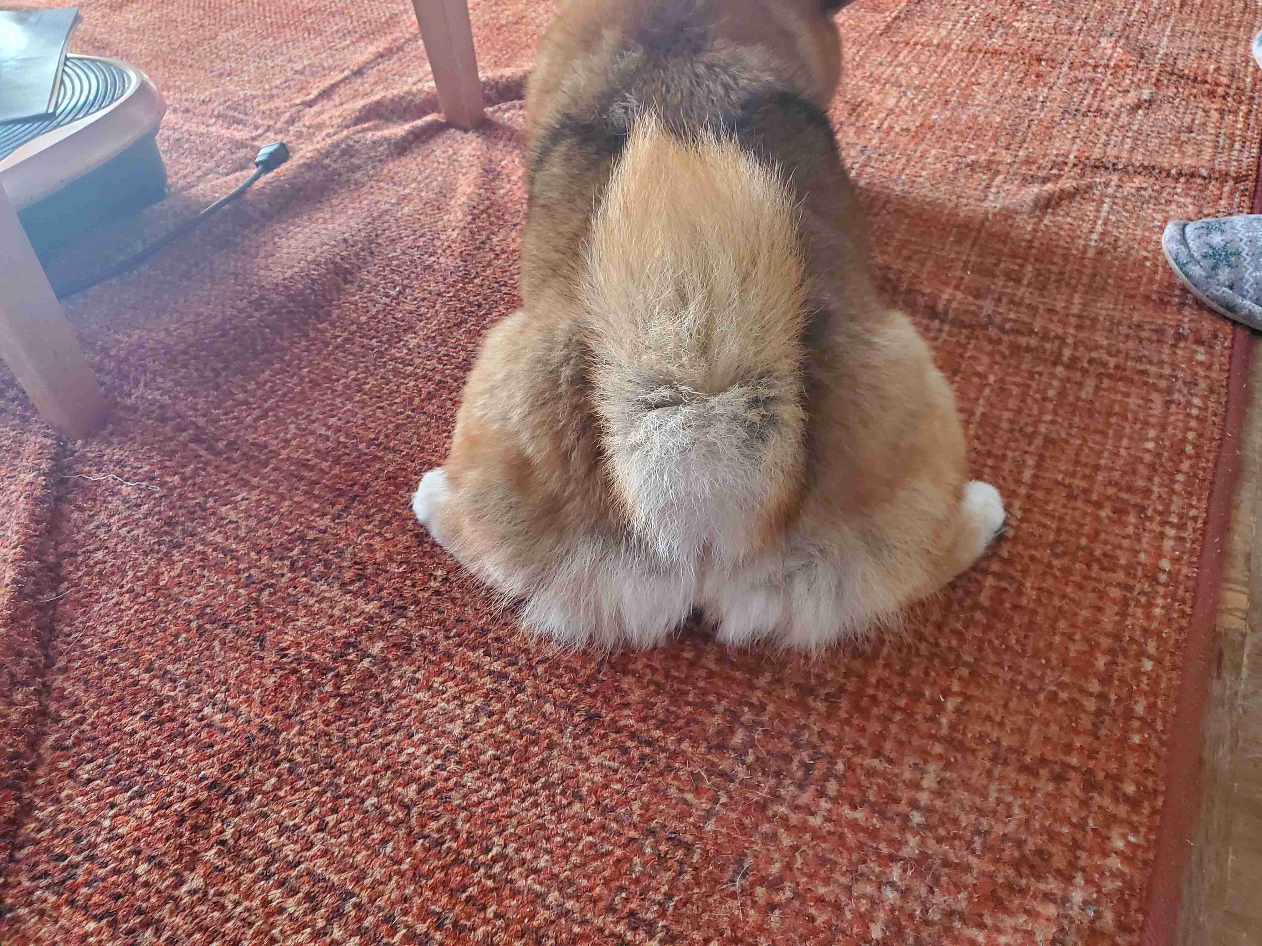 タイトルの一部を「柴犬」に変えちゃってくださいPart4