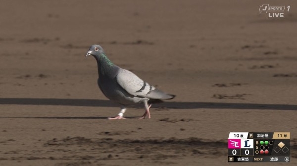 千葉ロッテマリーンズファン集まれ！Part35