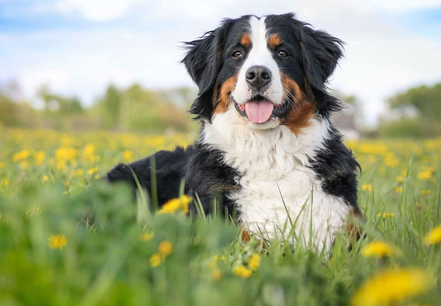犬のマウンティングに困っています