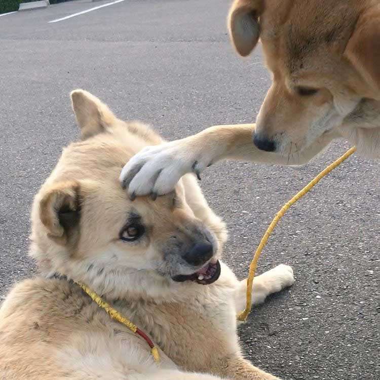 犬のマウンティングに困っています