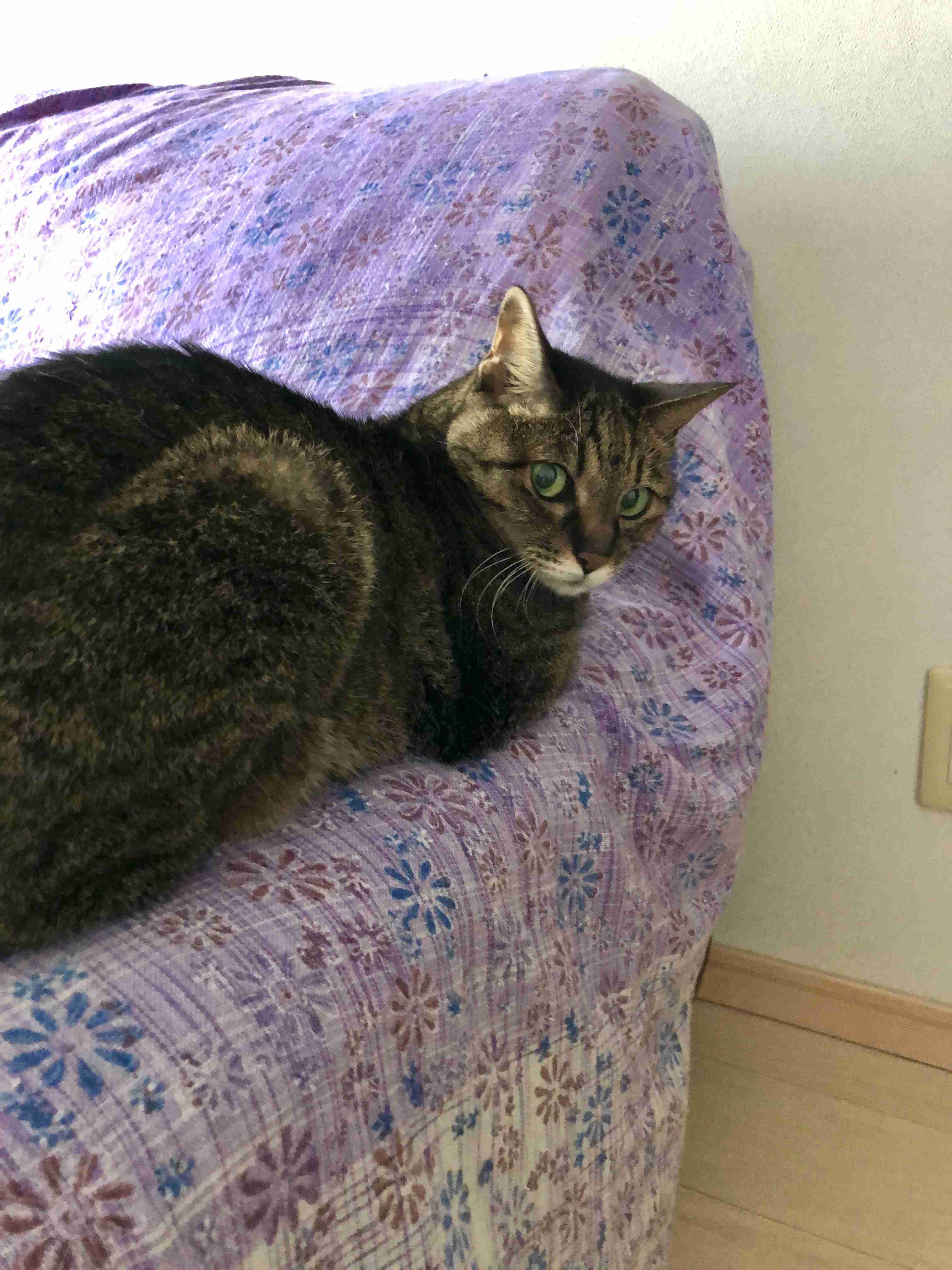 みんなのうちの猫もそう？