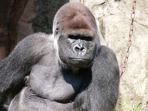 名古屋市東山動植物園、イケメンゴリラ「シャバーニJr.」が父超えの“色男”にファン興奮 広報語る今後の“方針”
